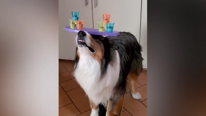 Video: Thán phục chú chó vừa đội khay nước trên đầu vừa trượt ván